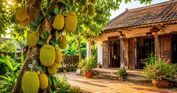 Vì sao nhà xưa thường trồng cây mít trong sân nhà?