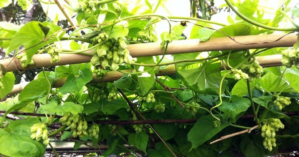 3 lý do vì sao bạn nên trồng cây thiên lý trước nhà