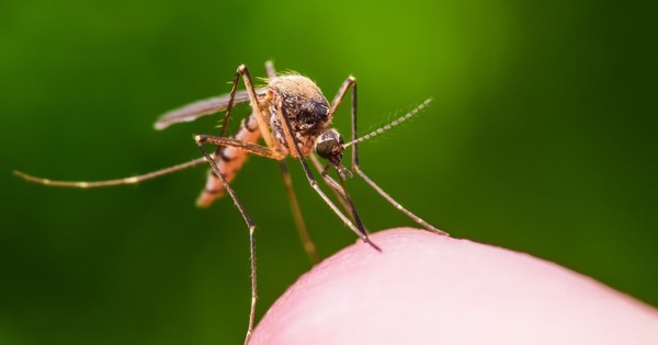 Vì sao có người bị muỗi “tấn công” nhiều hơn người