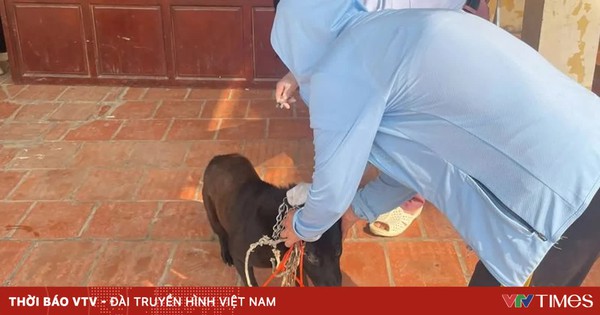 Hà Nội ghi nhận thêm ổ dịch dại trên chó