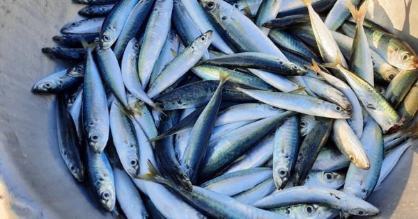 Bác sĩ tiết lộ 5 loại cá bình dân giàu omega-3 không thua cá