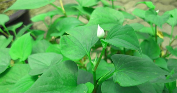 Vì sao người xưa thường trồng cây diếp cá quanh nhà?