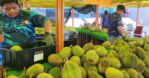 Quá nhiều sầu riêng, một đối thủ của Việt Nam tính mở tuyến đường bộ sang Trung Quốc để giảm chi phí, đang xuất khẩu 40 tấn mỗi ngày bằng máy bay