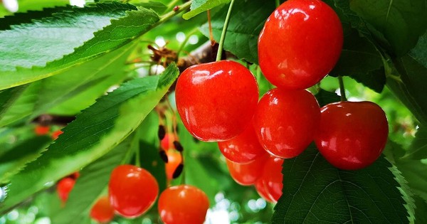 Cherry Nhật hơn 4 triệu đồng/trái được trồng cầu kỳ thế nào?