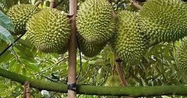 Trung Quốc phê duyệt thêm mã số cho nông sản Việt Nam xuất khẩu