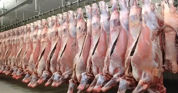 Hơn 100.000 tấn thịt Ấn Độ vào Việt Nam, phần lớn là thịt trâu đông lạnh
