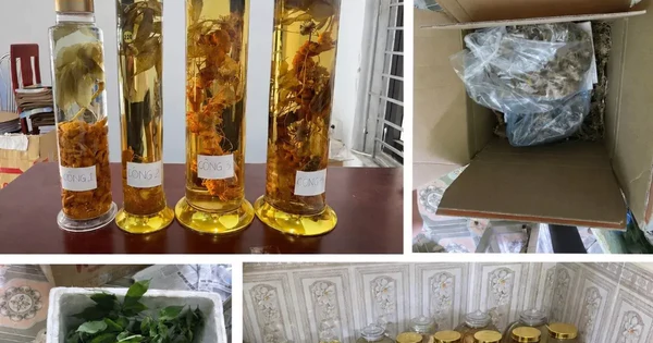 Cô gái lừa bán Sâm Ngọc Linh trên mạng