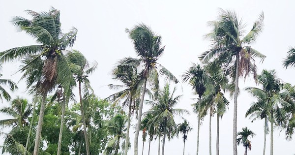 Chồng sát hại vợ rồi trèo lên ngọn dừa lẩn trốn