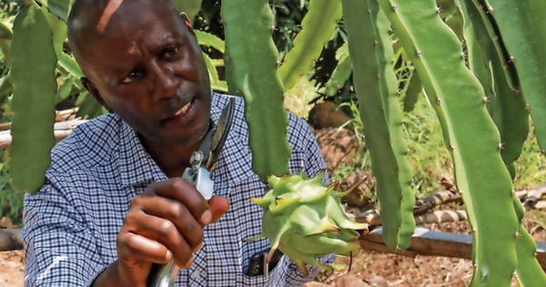Trồng thử loại ‘siêu trái cây' ở Việt Nam, người dân tại Kenya bất ngờ đổi đời: Hơn 3 năm được thu hoạch, sản lượng không đủ để bán