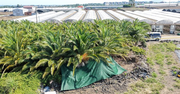 Cảnh sát thông báo thông tin điều tra mới vụ thi thể mất tích tại Jeju (Hàn Quốc) 104 ngày mới được tìm thấy