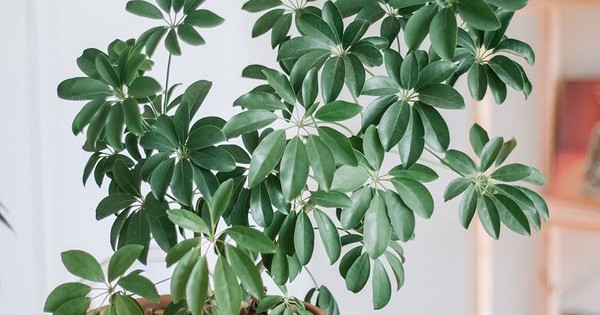 Lời khuyên đến tất cả các gia đình đang trồng cây ngũ gia bì