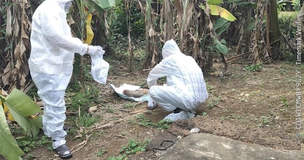 Chó nghi mắc bệnh dại cắn liên tiếp 6 người ở Quảng Ngãi