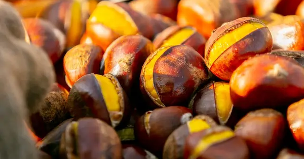 "Vua của các loại hạt" cứ vào mùa thu là dồi dào: Thơm bùi, giàu dưỡng chất, tốt cho sức khỏe và làn da