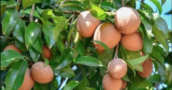 5 lời khuyên cho các gia đình đang trồng cây hồng xiêm