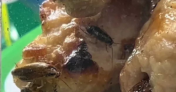 Tạm đóng cửa một quầy bán đồ ăn chợ Bến Thành vì có côn trùng bò trong thực phẩm