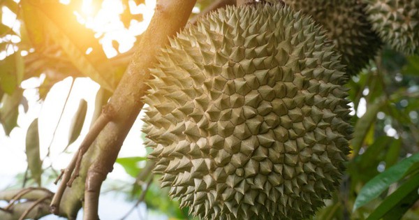 Loại sầu riêng đặc biệt đang được bán gần 1 triệu đồng/quả