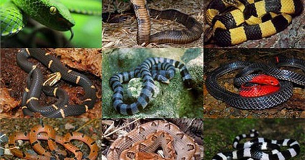 Cách nhận biết đơn giản những loài rắn độc nhất Việt Nam