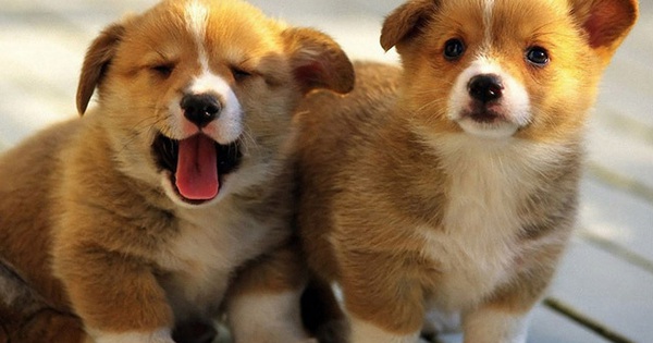 Cách chọn chó con khôn giữ nhà theo kinh nghiệm dân gian