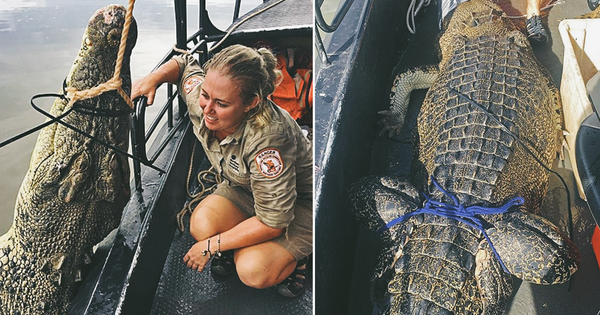 Hơn 100 con cá sấu khổng lồ dài hơn 4 mét bị bắt sống ngay ...