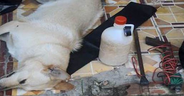 Hai thanh niên mang súng, ớt bột đi trộm chó