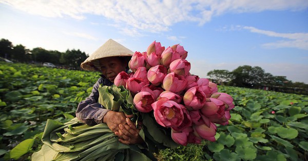 24h qua ảnh: Người phụ nữ thu hoạch hoa sen ở Việt Nam