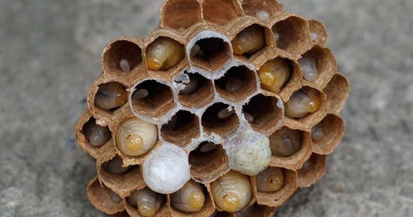 Săn nhộng ong nguy hiểm nhất thế giới, thu nửa triệu một kg