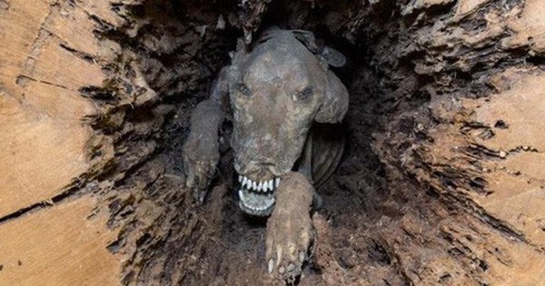 Điều gì khiến chú chó săn mắc kẹt trong thân cây 60 năm vẫn nguyên vẹn, không hề phân hủy 1 chút nào