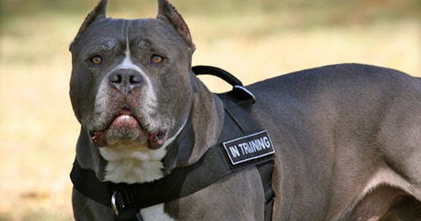 Giống chó Pitbull với cảnh báo "NGUY HIỂM"