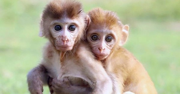 Nếu bạn muốn được xúc động bởi tình cảm của khỉ con mồ côi ôm chặt người bạn đấy thì đừng bỏ lỡ hình ảnh đáng yêu này.
