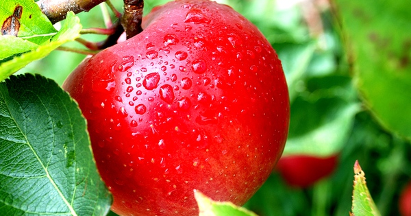 5 loại quả màu đỏ giúp giảm béo hiệu quả