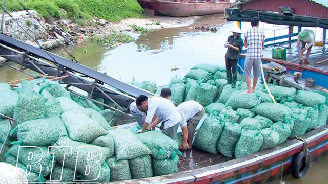 Nông dân Thái Bình thu tiền tỷ từ nuôi ngao