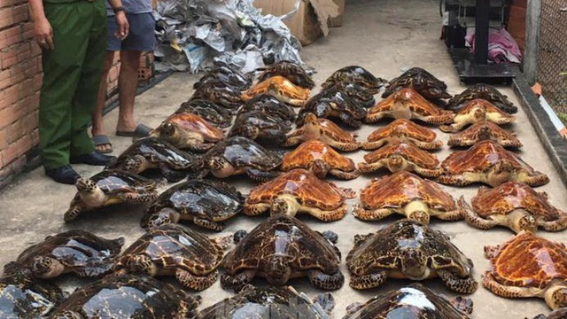 Bắt quả tang vụ buôn bán rùa biển quy mô lớn
