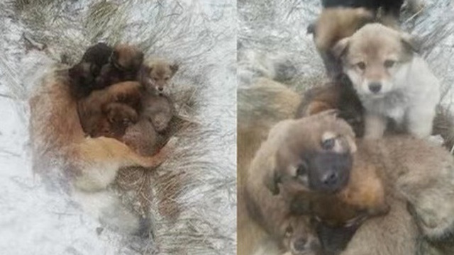 Chó mẹ ủ ấm cho đàn con đến khi chết cóng giữa bão tuyết, 7 chú chó con quyết không rời mẹ lại càng khiến người ta đau lòng