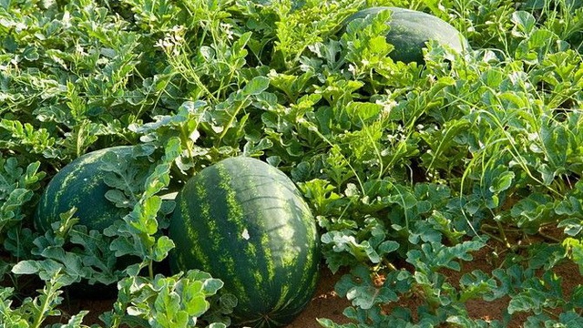 Cùng đến ruộng dưa xin được bố thí, 1 người vừa hỏi đã bị đuổi, 1 người chưa kịp xin đã được cho: Chân tướng đáng kinh ngạc phía sau