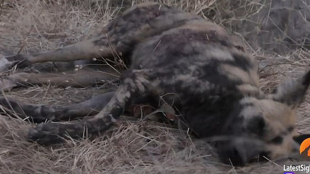 Chó hoang châu Phi giả chết để thoát khỏi móng vuốt sư tử