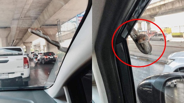 Đang lái ô tô, tài xế xanh mặt khi thấy "bé Na" ngoe nguẩy nhòm qua kính