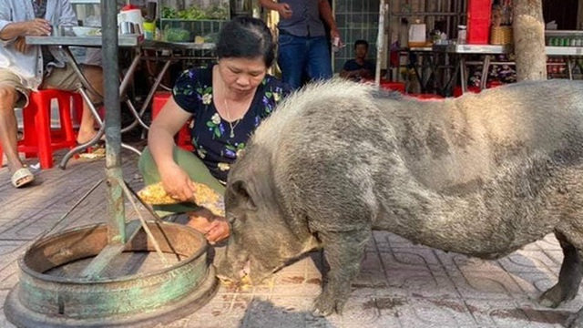 Chú heo mọi như bước ra từ tranh Đông Hồ bỗng xuất hiện trên đường phố Biên Hòa, chuyên xin ăn theo kiểu "lầy lội"