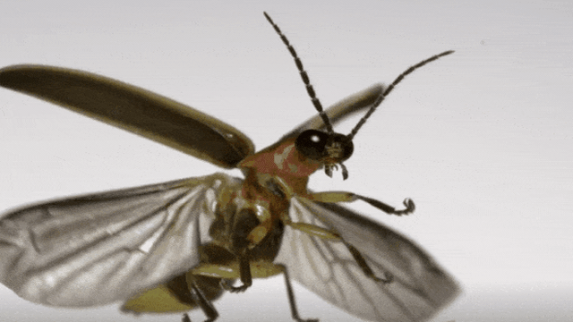 Nhà khoa học quay được khoảnh khắc slow-motion khi côn trùng cất cánh ở tốc độ 3.200fps