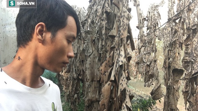 Bỏ nghề kỹ sư, chàng trai đi nuôi ruồi trong rừng: "Tôi được làm việc mình thích, kiếm được tiền"