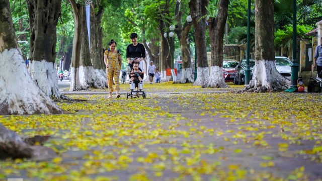 Lá phủ vàng con phố trong tiết trời chuyển sang thu ở Hà Nội