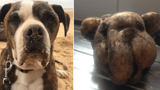 Người phụ nữ vô tình đào được củ khoai tây có hình dáng y hệt khuôn mặt chó cưng của mình, đăng tải lên MXH nhận được vô số sự đồng tình