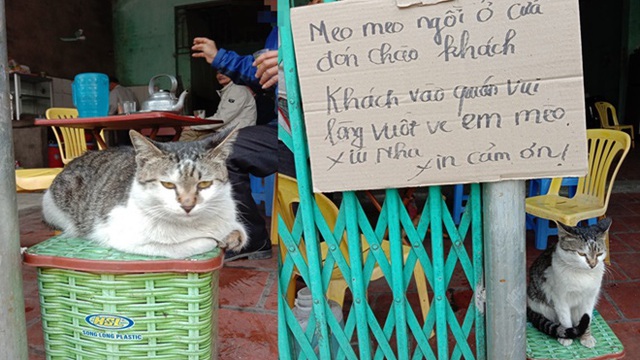 Con mèo "khó ở" ngồi chễm chệ trước quán ăn khiến chủ phải viết ngay biển cảnh báo, ai đọc cũng buồn cười