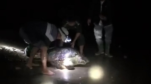 Rùa biển quý hiếm nặng 120 kg mắc lưới ngư dân Quảng Bình