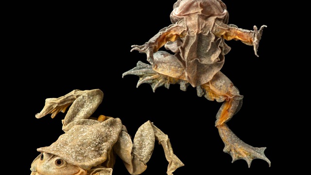 "Ếch bìu"! Loài ếch khổng lồ Peru đang bị đe dọa nghiêm trọng và chỉ sống ở hồ Titicaca ở biên giới Bolivia và Peru