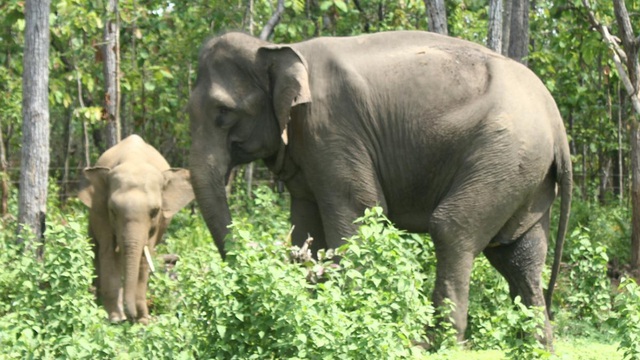 Voi đẻ con, chủ voi ở Đắk Lắk sẽ nhận được trên 400 triệu đồng hỗ trợ