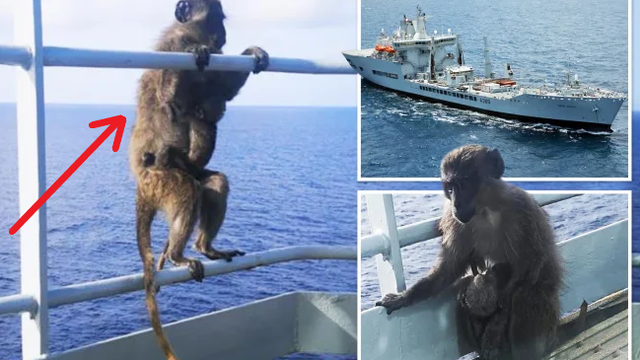Phát hiện 2 con khỉ trên tàu, thủy thủ định giăng lưới rồi câm nín với phản ứng của khỉ mẹ