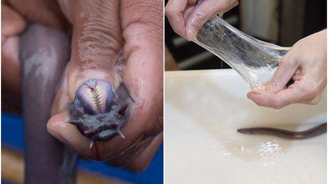 Bắt được sinh vật giống lươn, người đàn ông không dám tin vào mắt khi phát hiện thứ này