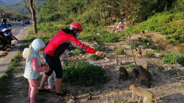 Hàng loạt tai nạn thương tâm, người dân Đà Nẵng vẫn vặc lại BQL Bán đảo Sơn Trà khi bị nhắc nhở "chiều hư" đàn khỉ