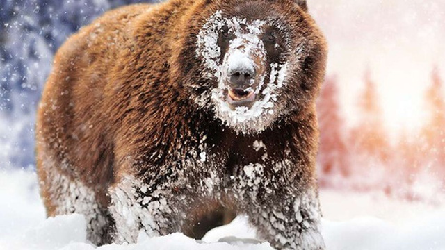 'Cocaine Bear': Chuyện về chú gấu đen đủi ăn hết hơn 30 cân ma túy, những gì xảy ra sau đó đã đi vào huyền thoại