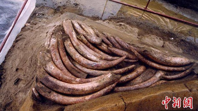 Hơn 120 chiếc ngà voi cổ đại được khai quật ở Tam Tinh Đôi gây chấn động dư luận: Bí ẩn chỉ cách đó 50km